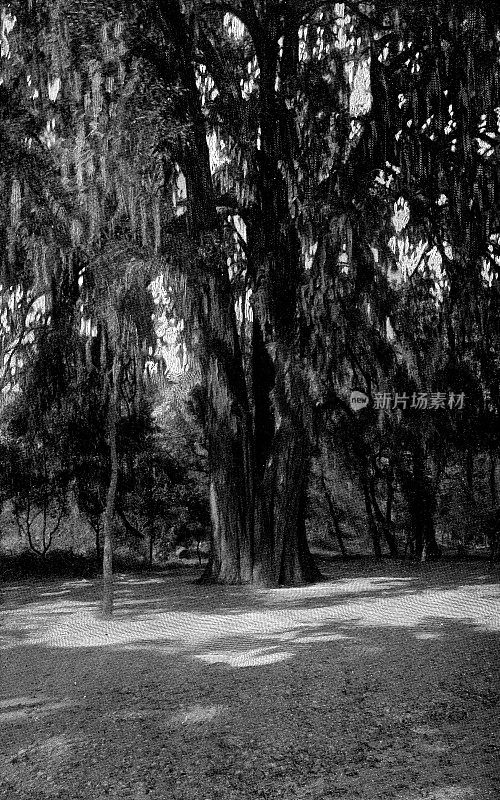 El Sargento Alive在查普尔特佩克博斯克(查普尔特佩克公园)在墨西哥城，墨西哥- 19世纪